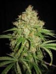 White Moscow Auto Feminised Seeds - 5-LLAWRFM5