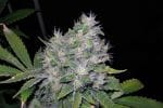 William's Wonder Regular Seeds-RMWW