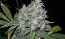 William's Wonder Regular Seeds-RMWW