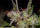 X-Dog Regular Seeds-ALPXD