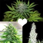 Valentine's Regular Cannabis Seeds Collection-VALENTINE-REG