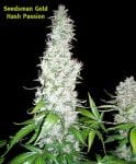 Valentine's Regular Cannabis Seeds Collection-VALENTINE-REG