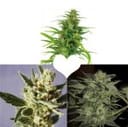 Valentine's Auto-flowering Cannabis Seeds Collection-VALENTINE-AUTO