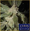 White Smurf Regular Seeds-CERES-002
