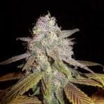 Blueberry F5 редовно семена - 6-DJSHO-BB-REG