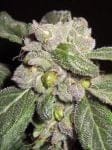 Blueberry F5 редовно семена - 6-DJSHO-BB-REG