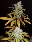 Blueberry F5 Regular Semillas - 6-DJSHO-BB-REG