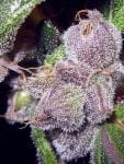 Flo Regular Seeds - 6-DJSHO-FL-REG