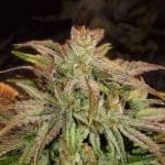 Flo Regular Seeds - 6-DJSHO-FL-REG