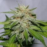 Victory Kush Regular Seeds - 10-ALPVK-REG