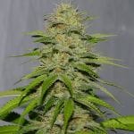 Victory Kush Regular Seeds - 10-ALPVK-REG