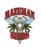 White 88 G - 13/ Hashplant Regular Seeds - 12-HAZEM-WHHA-10-REG