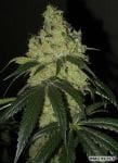 White OG V2.0 Regular Seeds - 12-KARMA-WHITEOG-REG-12