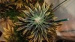 Wish Mountain Regular Seeds - 11-BODH-WISHM-REG