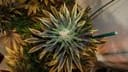 Wish Mountain Regular Seeds - 11-BODH-WISHM-REG