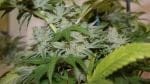 Wish Mountain Regular Seeds - 11-BODH-WISHM-REG