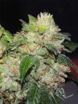 White Beelze Bubba Regular Seeds - 12-KARMA-WBLZB-REG-12