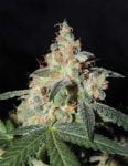 White Sage Regular Seeds - 12-KARMA-WHTSG-REG-12
