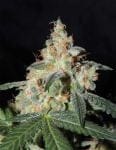 White Sage Regular Seeds - 12-KARMA-WHTSG-REG-12