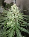 White TangHaze Outerspace Regular Seeds - 12-KARMA-WTTGHZ-REG-12