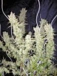 Zamalmystik Regular Seeds - 10-TROP-ZMLMSTK-REG-10
