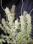 Zamalmystik Regular Seeds - 10-TROP-ZMLMSTK-REG-10