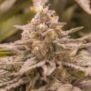 Zod Feminised Seeds - 6-MOX-008-F6
