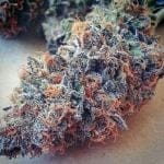 Ultimate Purple Feminised Seeds - 6-BCBD-UP-FEM-6