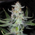 UK Chem Regular Seeds - 11-CG-002