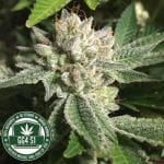 Original Glue (GG#4) S1 Feminised Seeds (Limited Edition) - 6-GG-001-F6