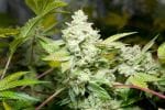 Original Glue (GG#4) S1 Feminised Seeds (Limited Edition) - 6-GG-001-F6