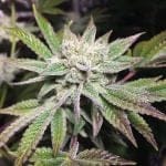 Original Glue (GG#4) S1 Feminised Seeds (Limited Edition) - 6-GG-001-F6