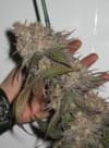 The Black Feminised Seeds - 6-BCBD-BLACK-FEM-6