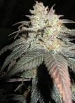 The Black Feminised Seeds - 6-BCBD-BLACK-FEM-6