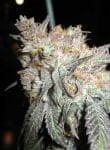 The Black Feminised Seeds - 6-BCBD-BLACK-FEM-6