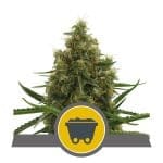 Shining Silver Haze Regular Seeds - 10-RQS-SSH-REG-10