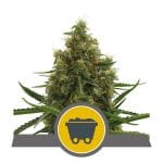 Shining Silver Haze редовен семена - 10-RQS-SSH-REG-10