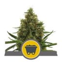 Shining Silver Haze Regulär Samen - 10-RQS-SSH-REG-10