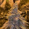 HashPlant Haze x Kali China Feminised Seeds - 5-ACEHPHAZKALCHINFEM5