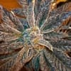 LA Cookies Regular Seeds - 10-CC-LACOOK-REG-10