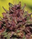 Purple Mountain Majesty Feminisiert Samen - 10-HUMB-PMM-10-F