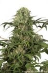 Green Spirit Feminised Seeds-greenspirit