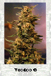 Voodoo Feminised Seeds-dp-voodoo-fem