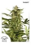 Polarlight Auto феминизирани семена-dp-polar-light