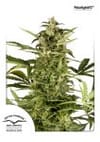 Polarlight Auto Feminised Seeds-dp-polar-light