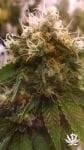 Honey OG Feminised Seeds - 6-BCBD-SCOR-HOG-FEM-6