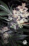 Wild Berry Feminised Seeds - 6-BCBD-SCOR-WB-FEM-6
