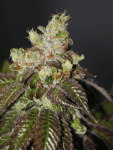 Island Punch Feminised Seeds - 6-CC-IP-FEM-6