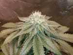 Island Punch Feminised Seeds - 6-CC-IP-FEM-6