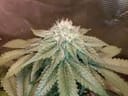 Island Punch Feminised Seeds - 6-CC-IP-FEM-6